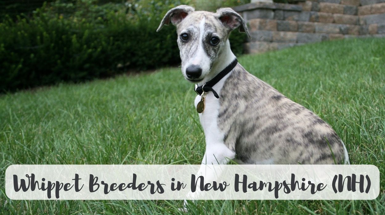 Whippet Breeders in New Hampshire (NH)