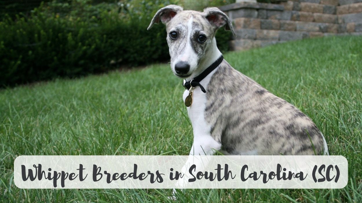 Whippet Breeders in South Carolina (SC)