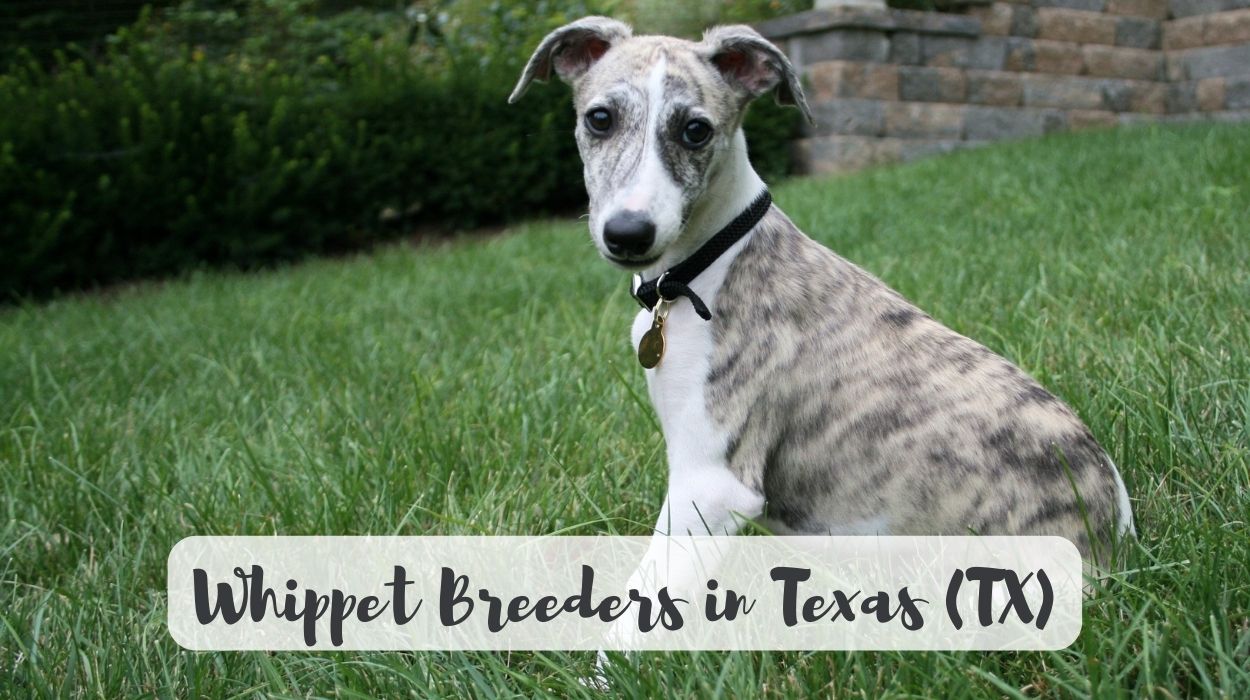 Whippet Breeders in Texas (TX)