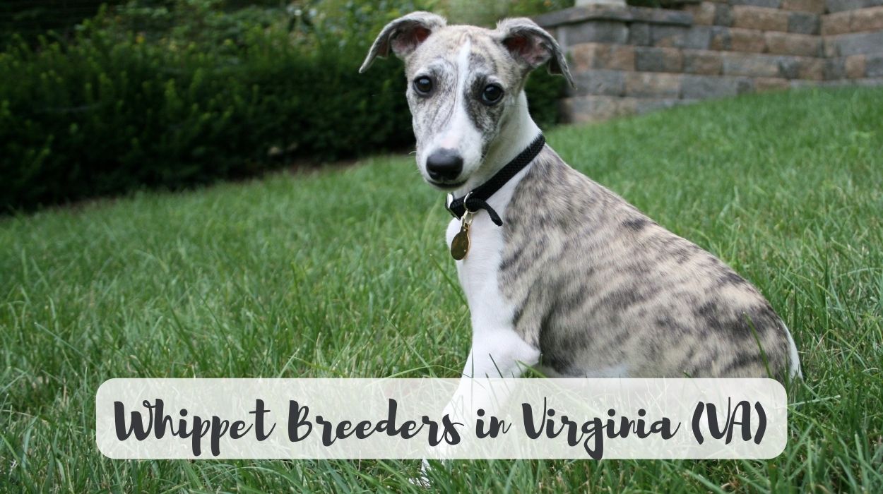 Whippet Breeders in Virginia (VA)