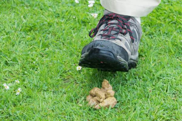 Why Does the Color of Your Dog Poop Matter