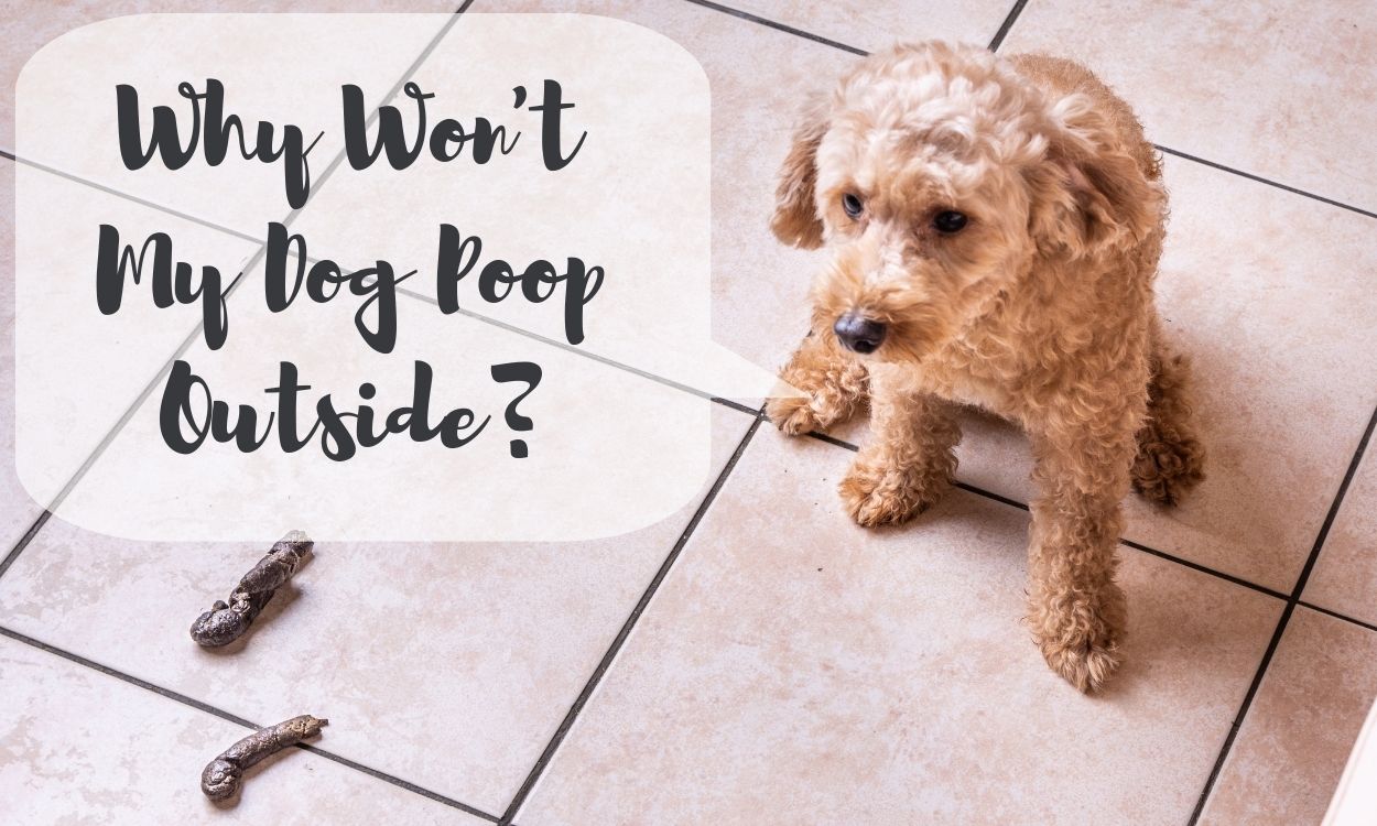 Why Won't My Dog Poop Outside?