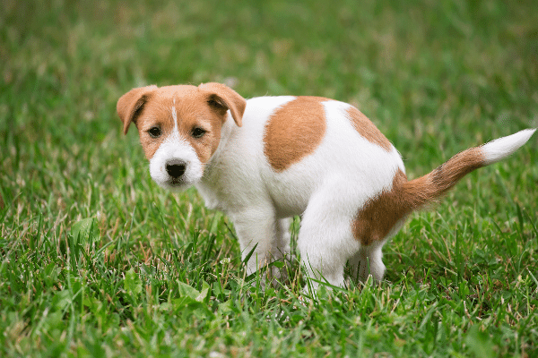 Why Your Puppy Won't Poop Outside, let's investigate!