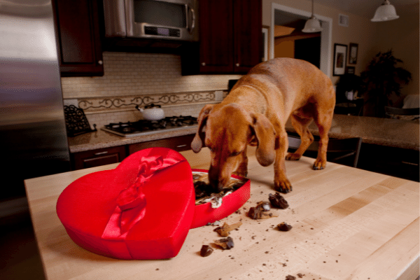 Why is chocolate toxic to dogs