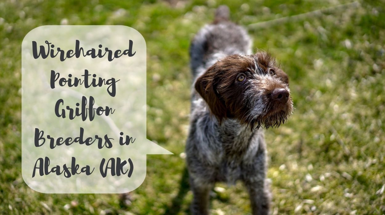 Wirehaired Pointing Griffon Breeders in Alaska (AK)