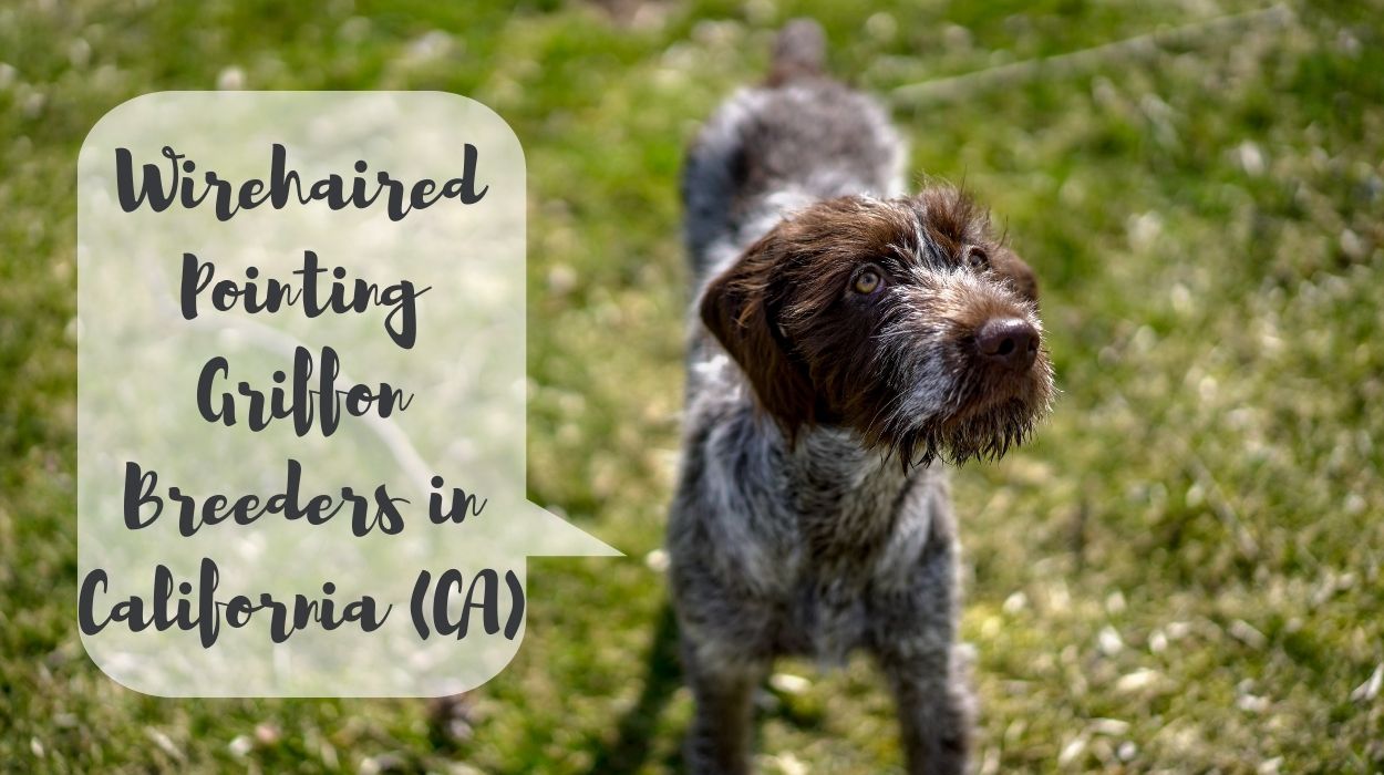 Wirehaired Pointing Griffon Breeders in California (CA)