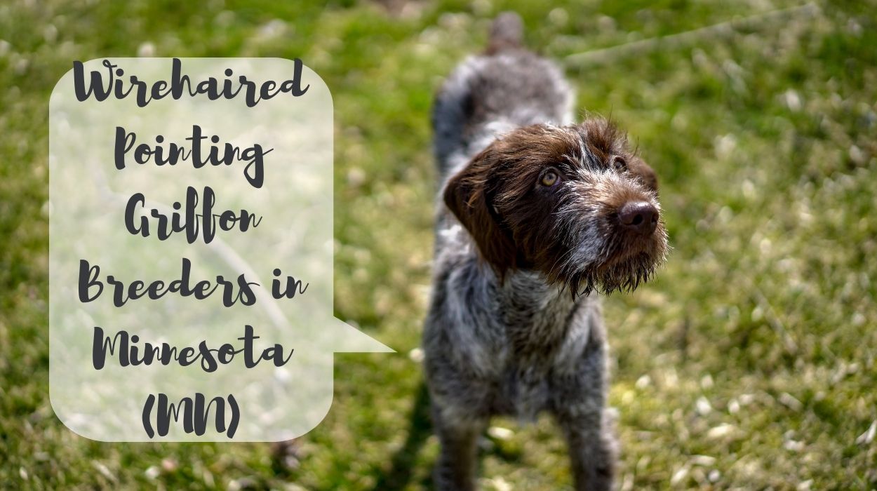 Wirehaired Pointing Griffon Breeders in Minnesota (MN)