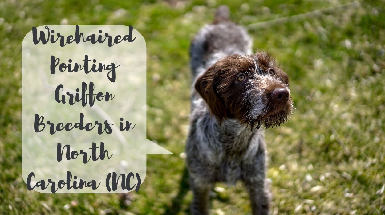 Wirehaired Pointing Griffon Breeders in North Carolina (NC)