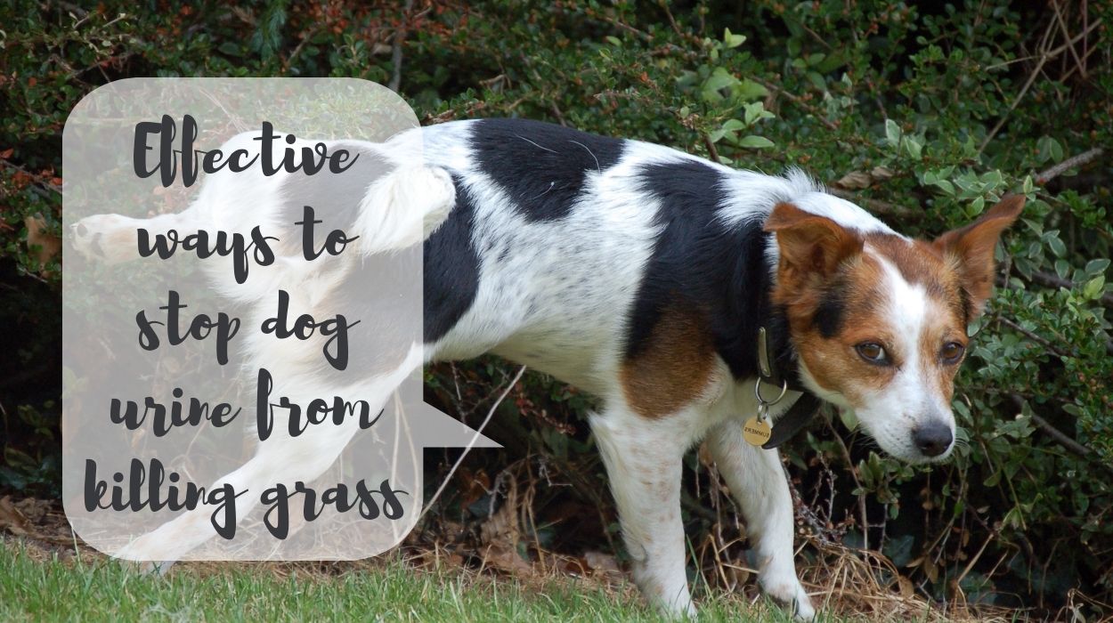 effective ways to stop dog urine from killing grass