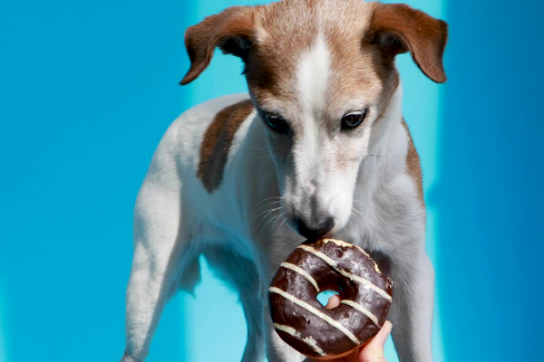 How can you prevent your dog from eating a donut