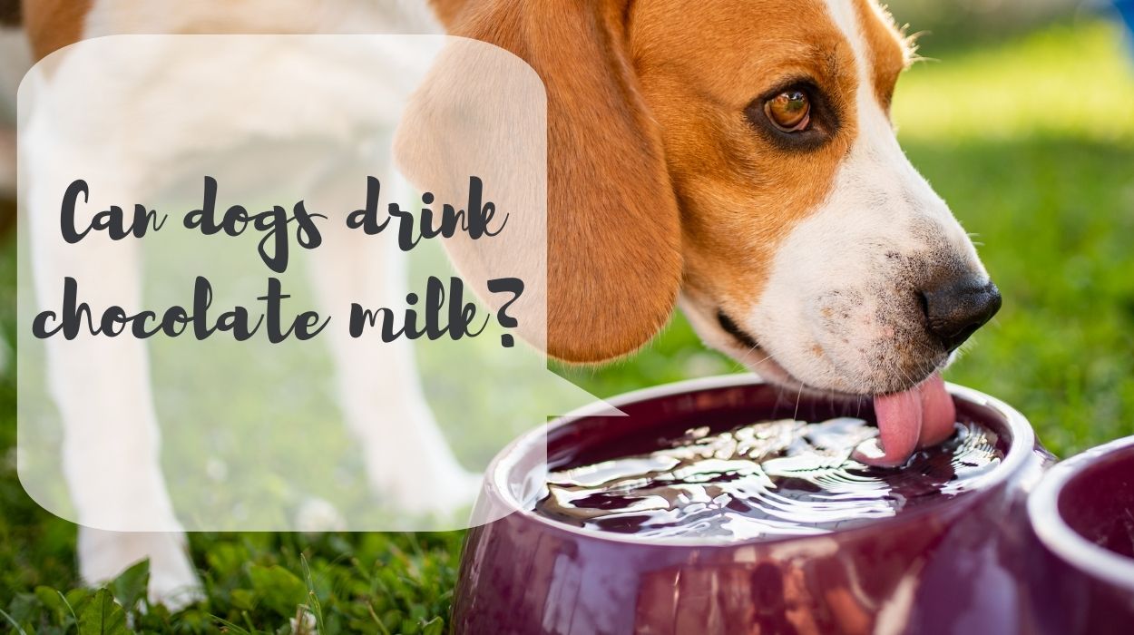 Can dogs drink chocolate milk