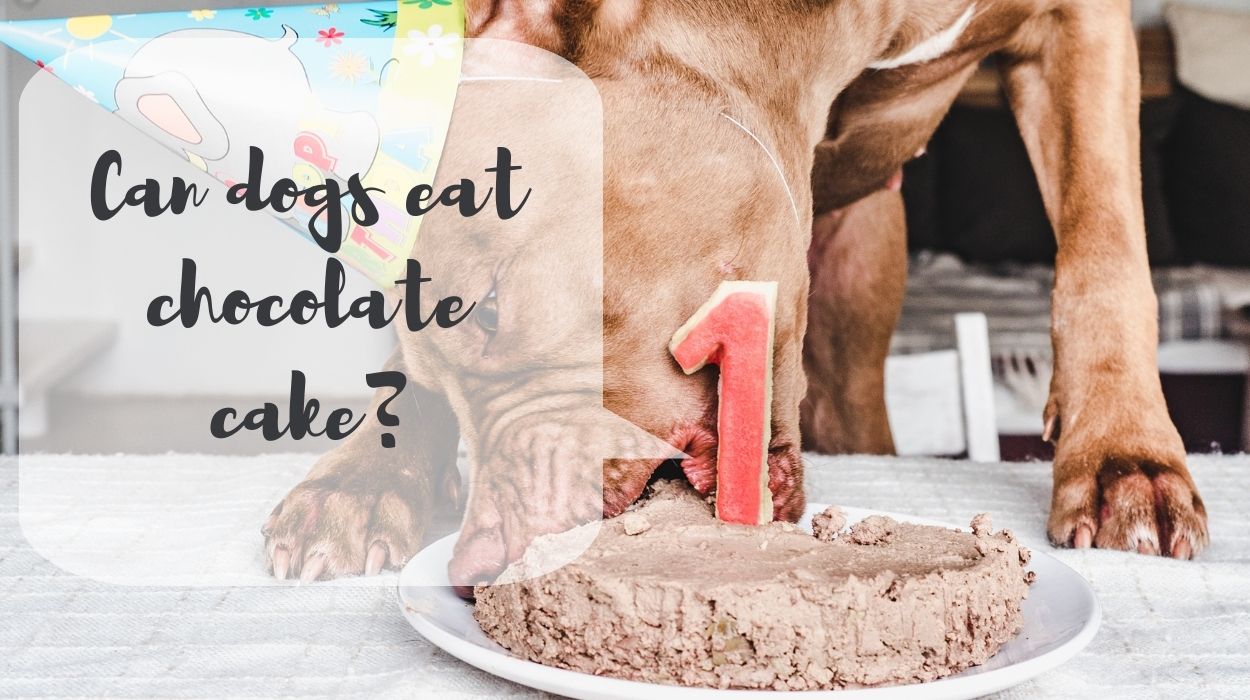Can dogs eat chocolate cake?