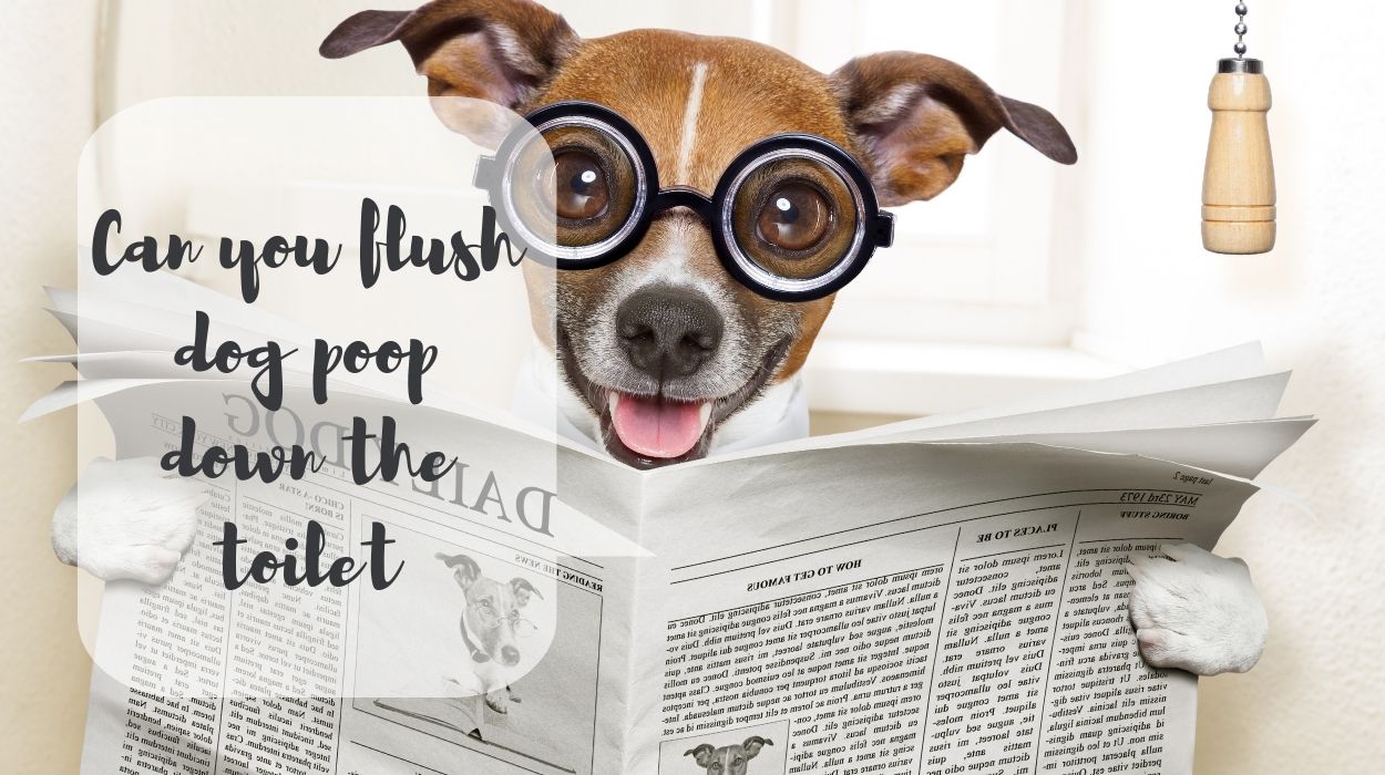 Can you flush dog poop down the toilet