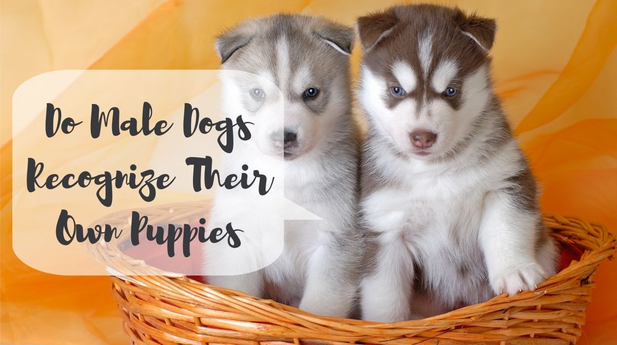 Do Male Dogs Recognize Their Own Puppies
