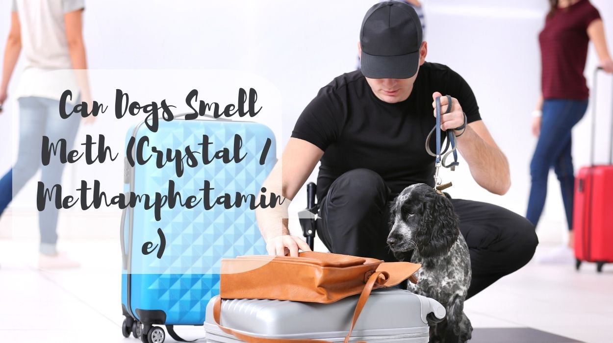 Can Dogs Smell Meth (Crystal / Methamphetamine) 