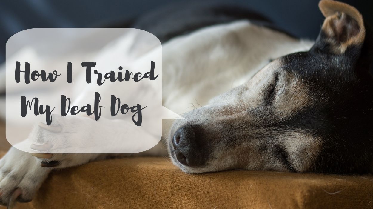 How to Train a Deaf Dog