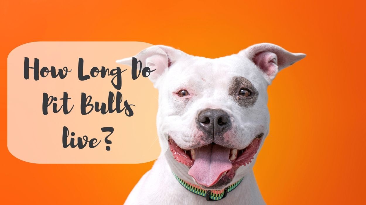How Long Do Pit Bulls live?