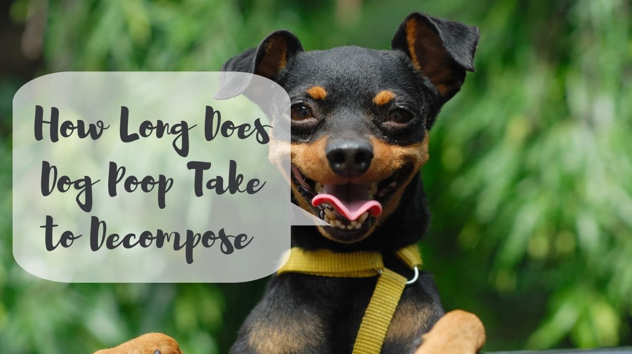 How Long Does Dog Poop Take to Decompose 
