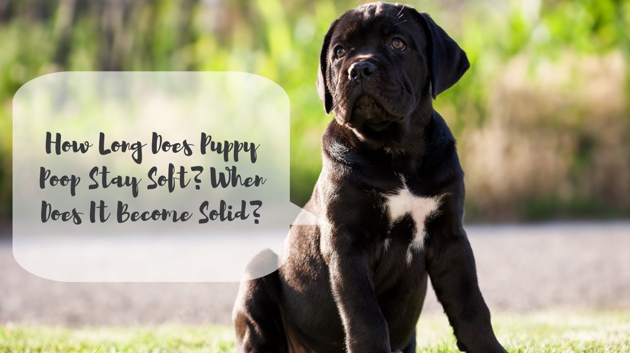 How Long Does Puppy Poop Stay Soft? When Does It Become Solid?