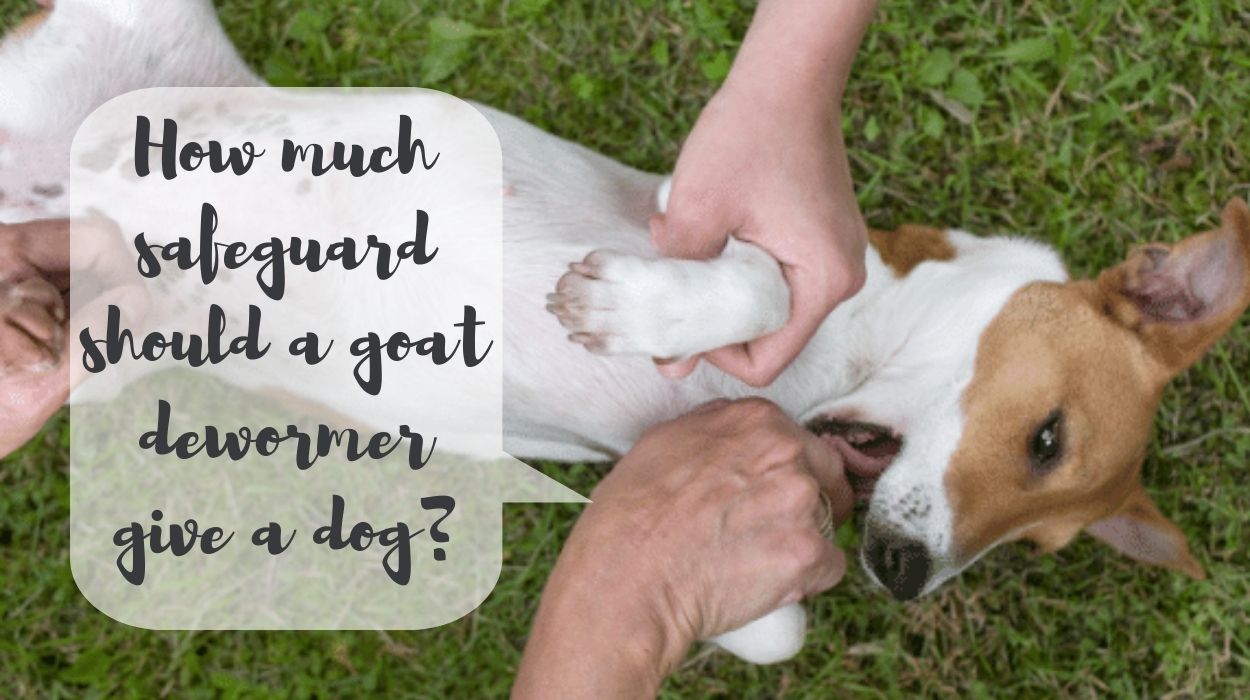 How much safeguard should a goat dewormer give a dog?