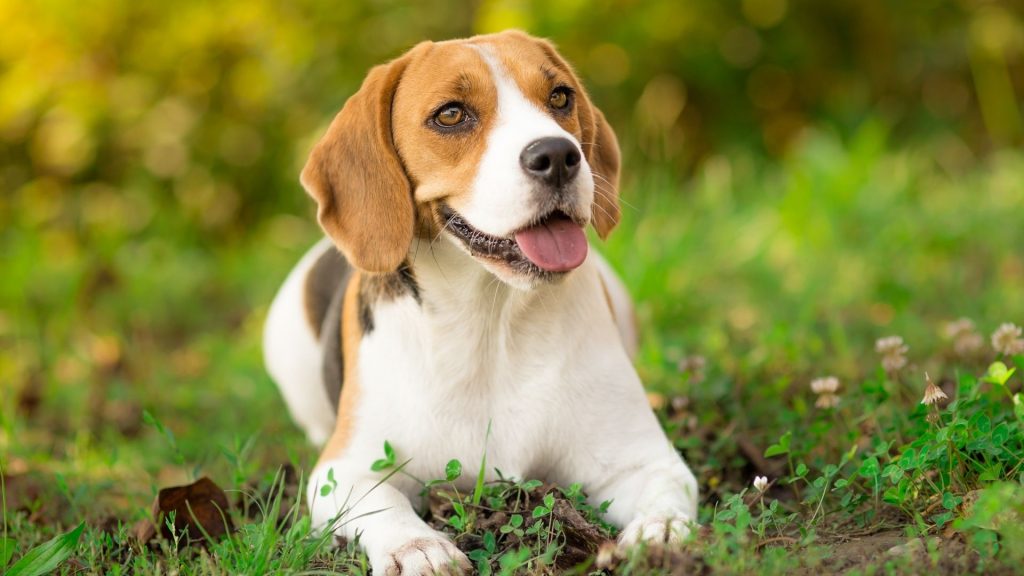 How much weight is healthy for a Beagle?