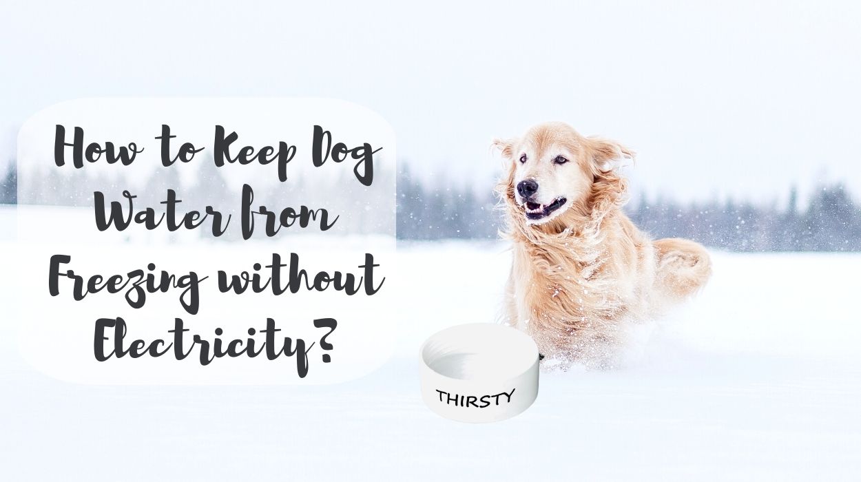 How to Keep Dog Water from Freezing without Electricity
