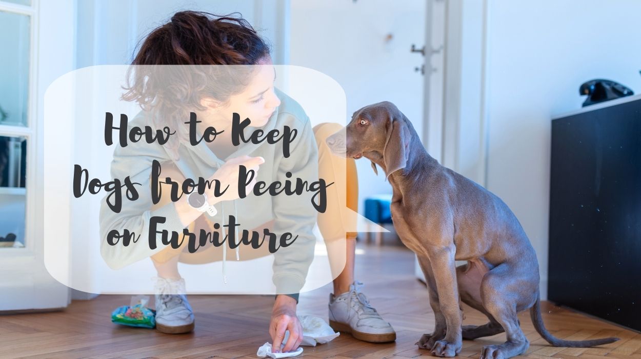 How to Keep Dogs from Peeing on Furniture