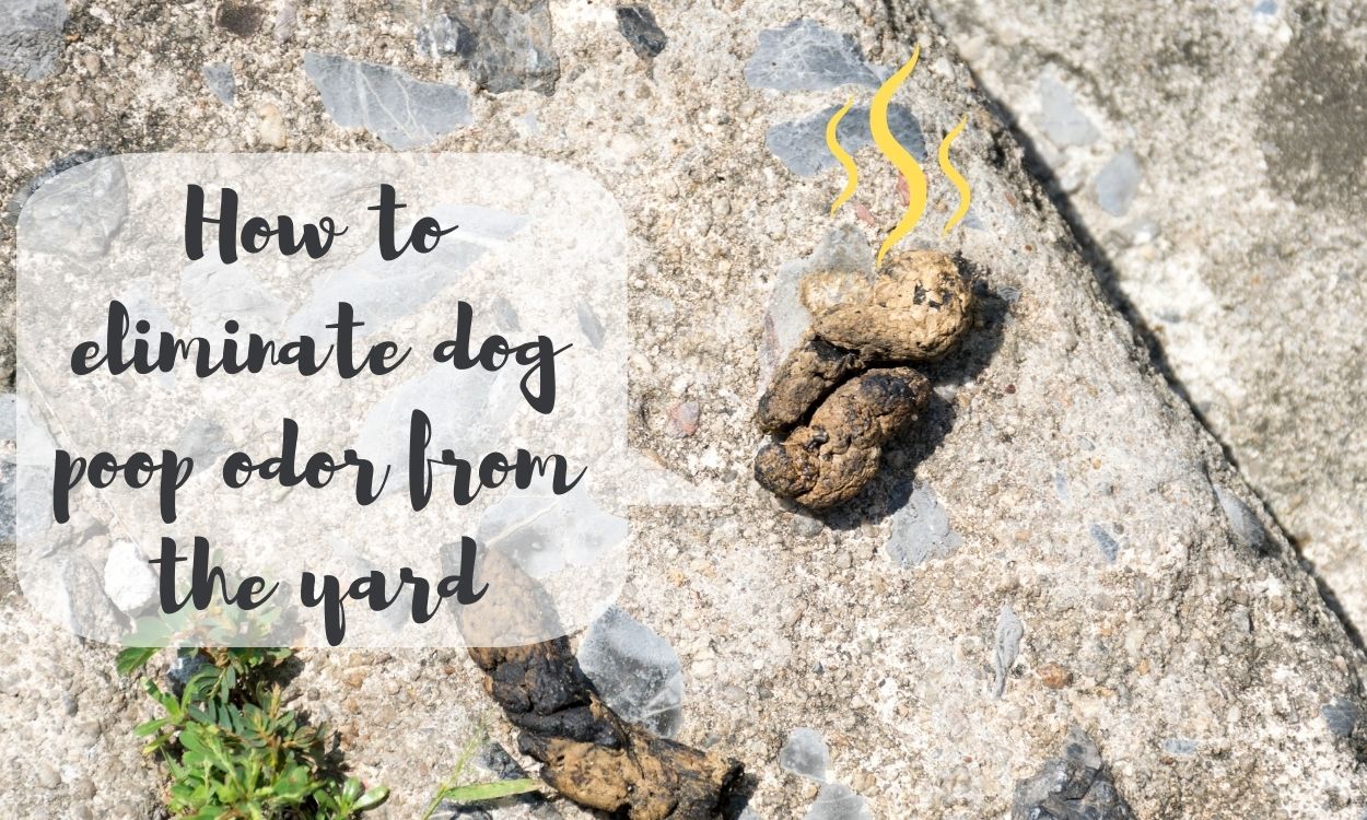 How to eliminate dog poop odor from the yard