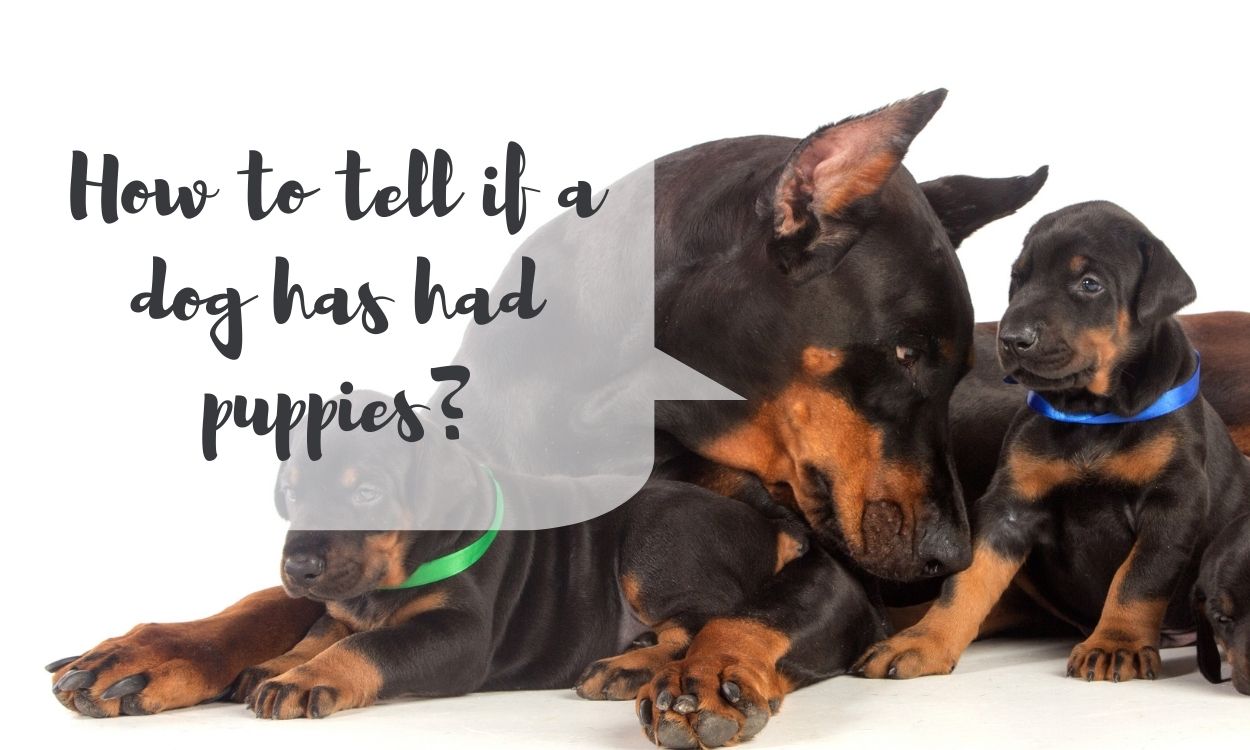 How to tell if a dog has had puppies?