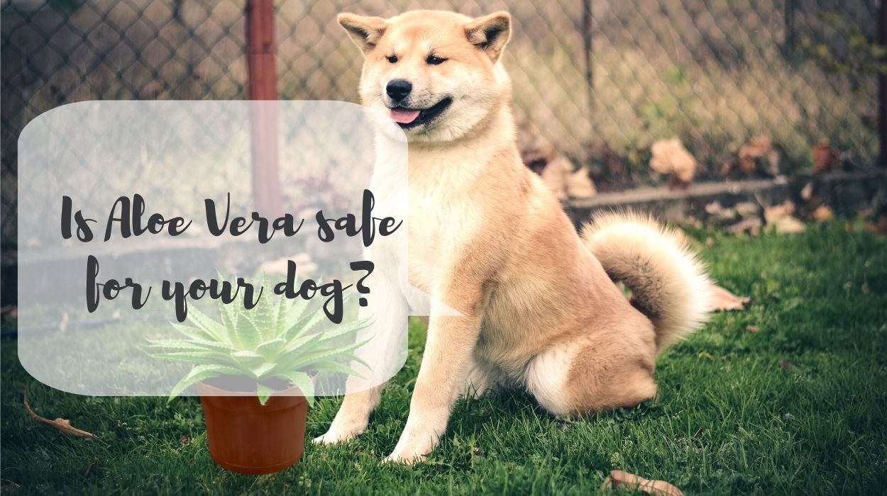 Is Aloe Vera safe for your dog