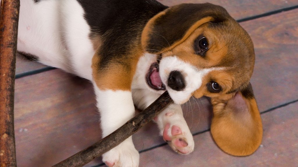 Is your beagle flexible enough?