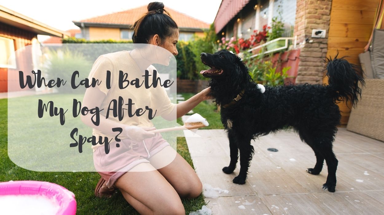 When Can I Bathe My Dog After Spay?