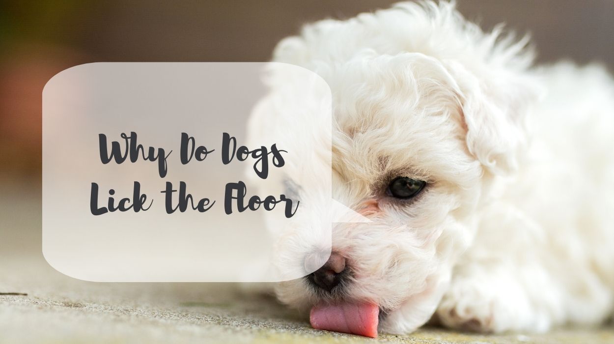 Why Do Dogs Lick the Floor