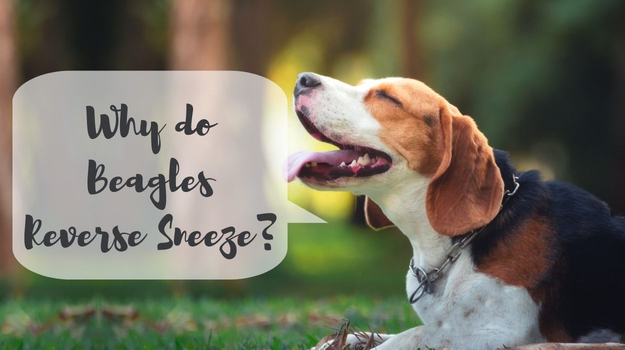 Why do Beagles Reverse Sneeze