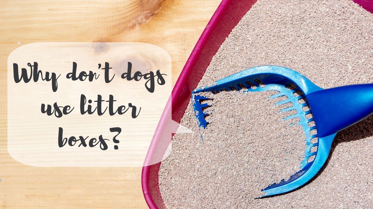 Why don't dogs use litter boxes?