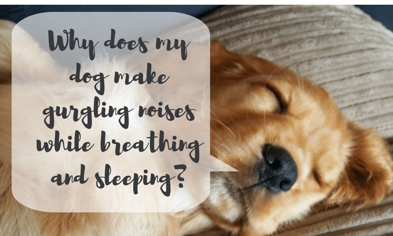 Why does my dog make gurgling noises while breathing and sleeping?