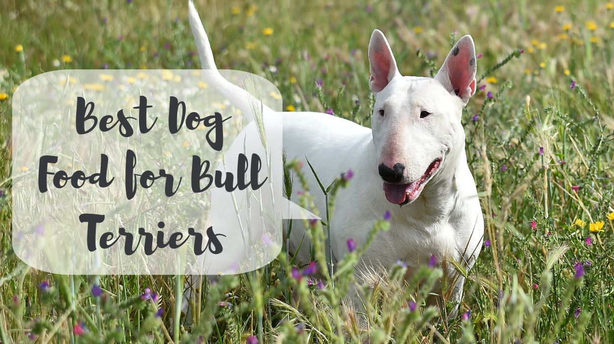 Best Dog Food for Bull Terriers