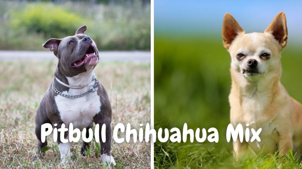 Pitbull Chihuahua Mix (Chipit) | The Complete Guide On Pitbull & Chihuahua Mix