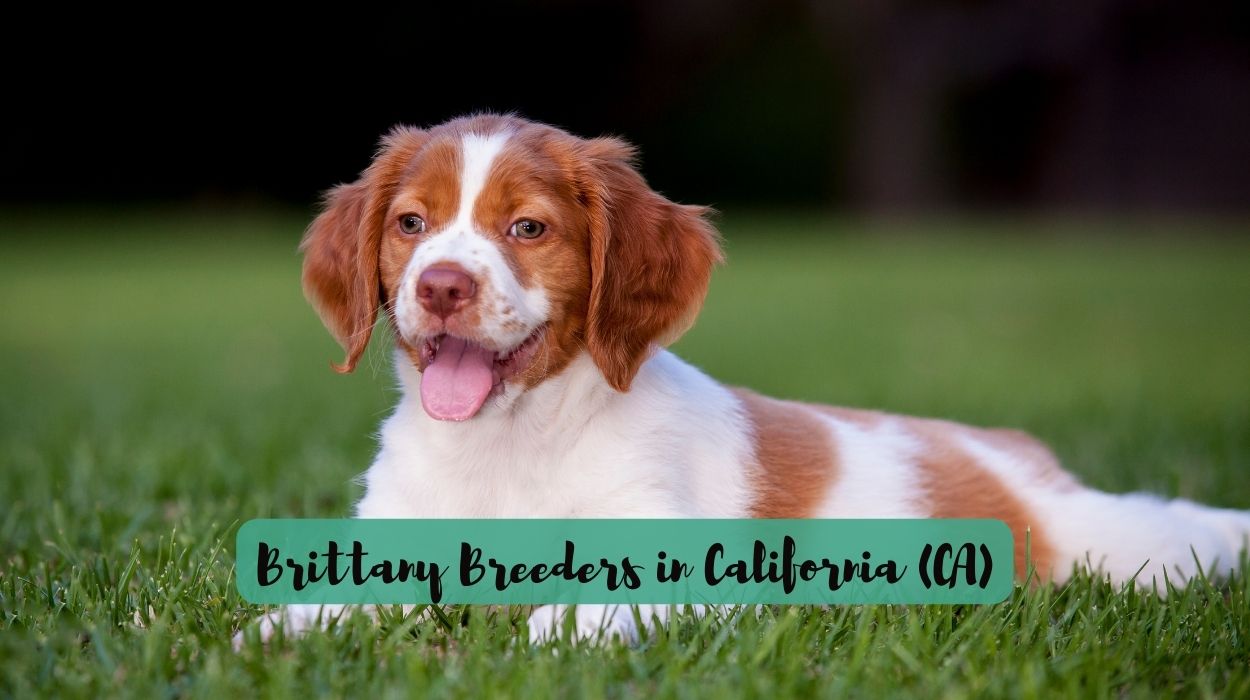 Brittany Breeders in California (CA)